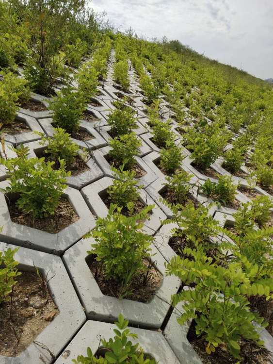 白城高鐵綠化工程施工 構(gòu)筑生態(tài)廊道，提升城市景觀